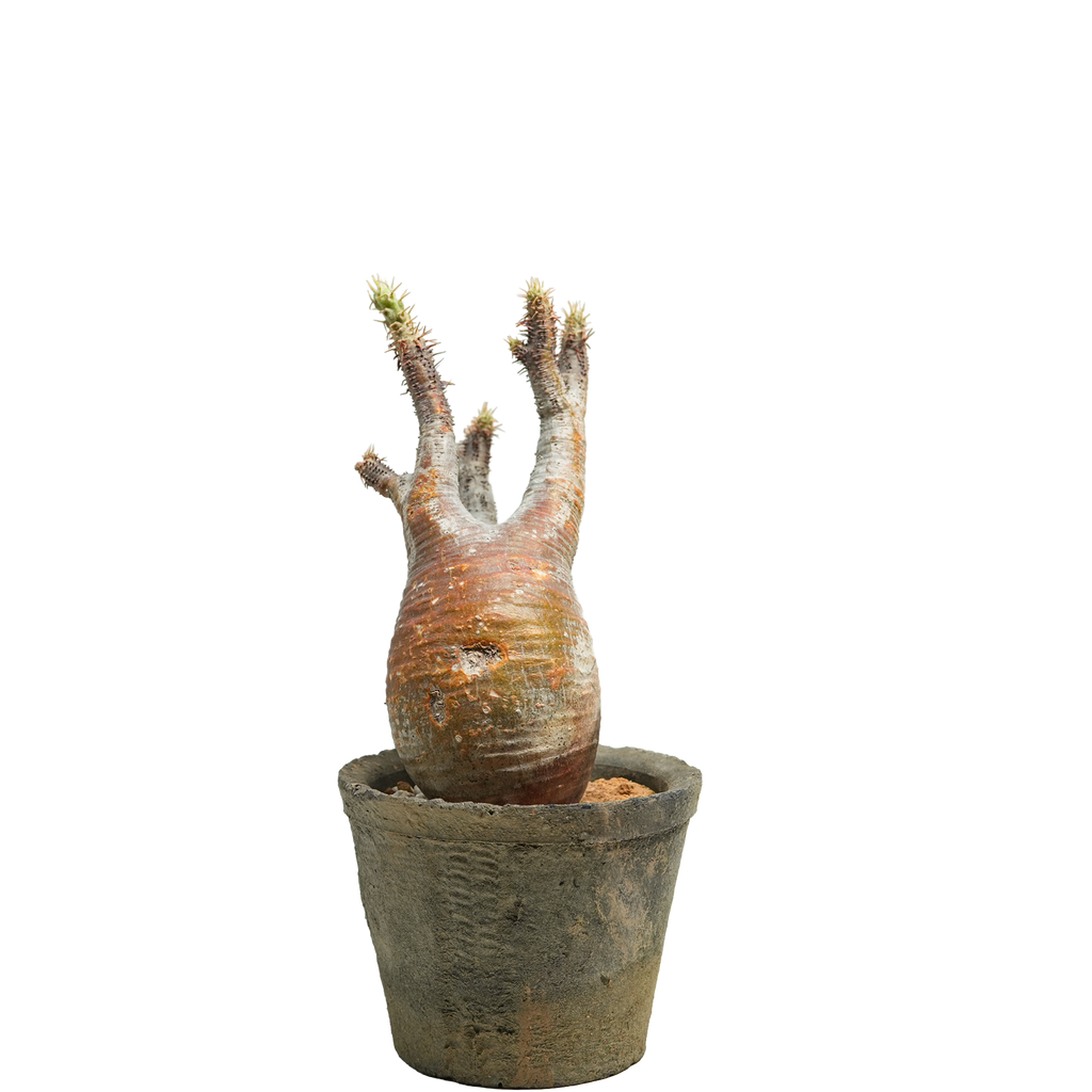 pachypodium gracilius • ⑭