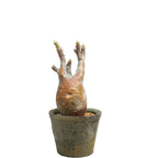 pachypodium gracilius • ⑭