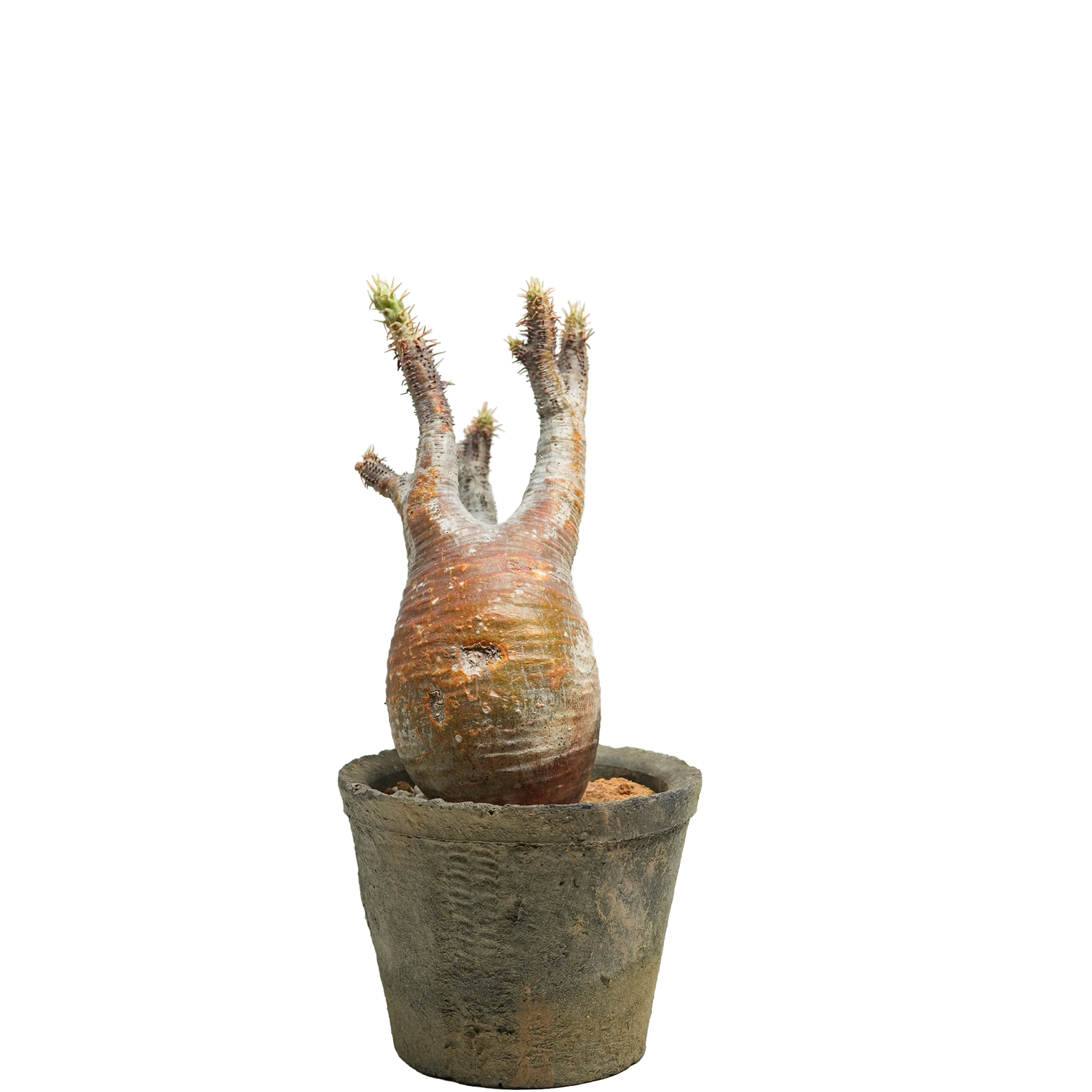 pachypodium gracilius • ⑭