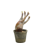 pachypodium gracilius • ⑭