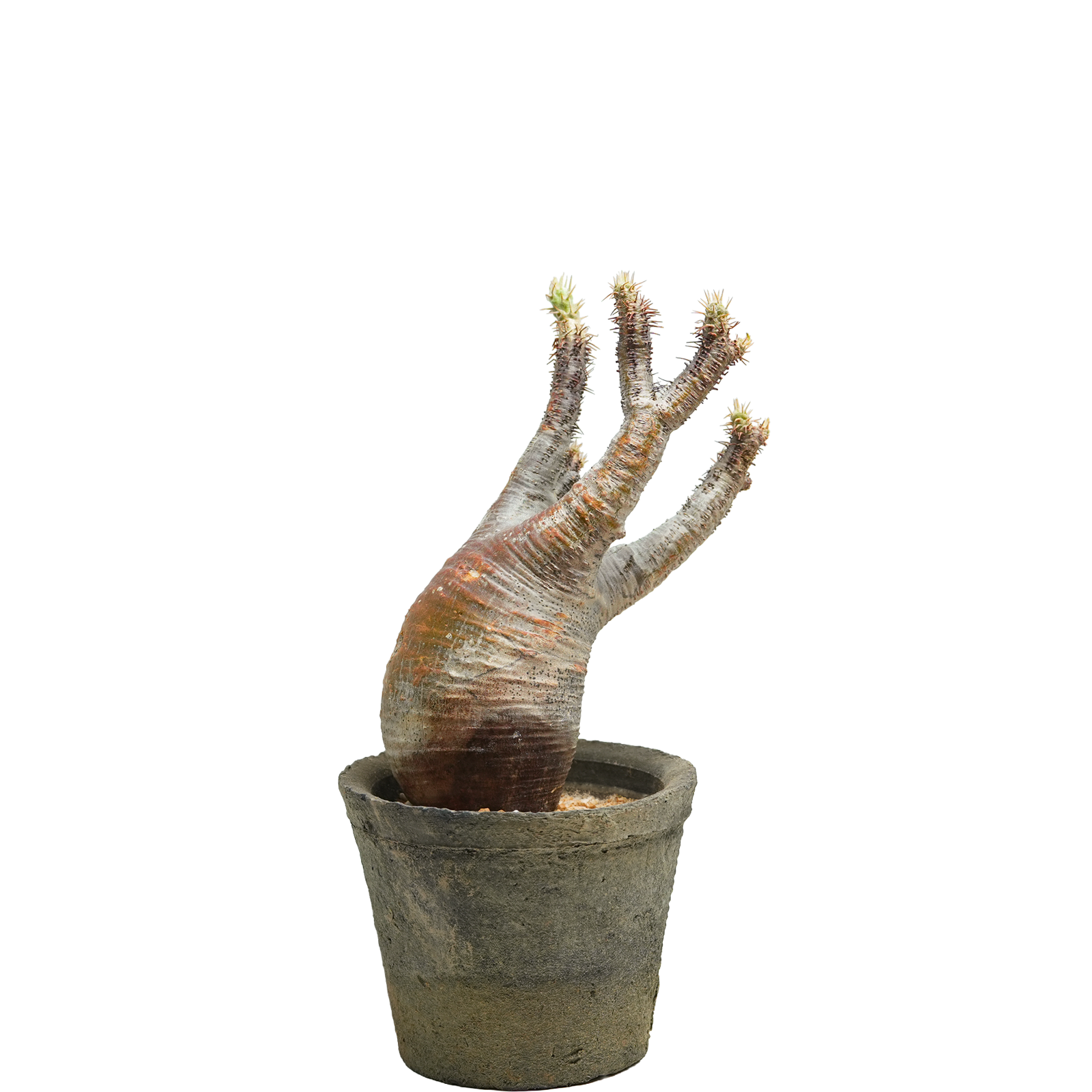 pachypodium gracilius • ⑭