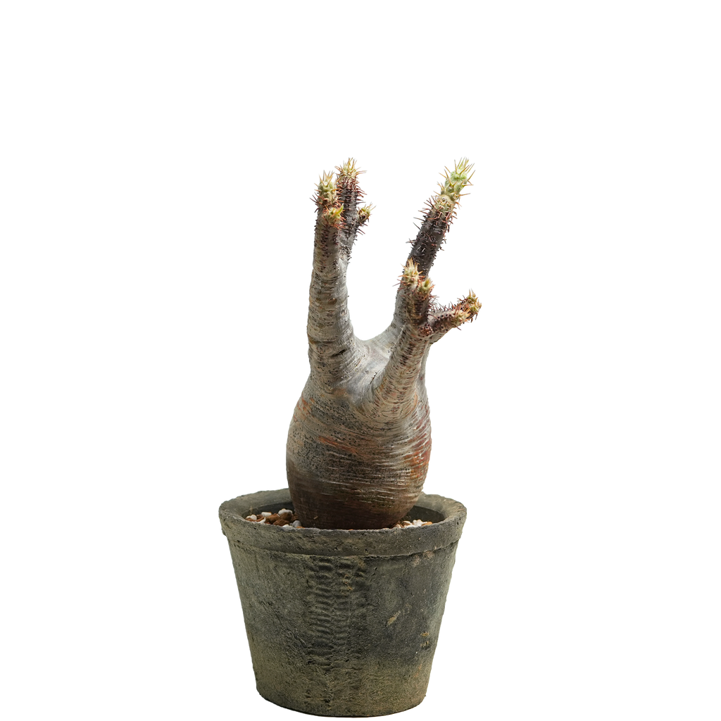 pachypodium gracilius • ⑭