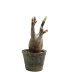 pachypodium gracilius • ⑭