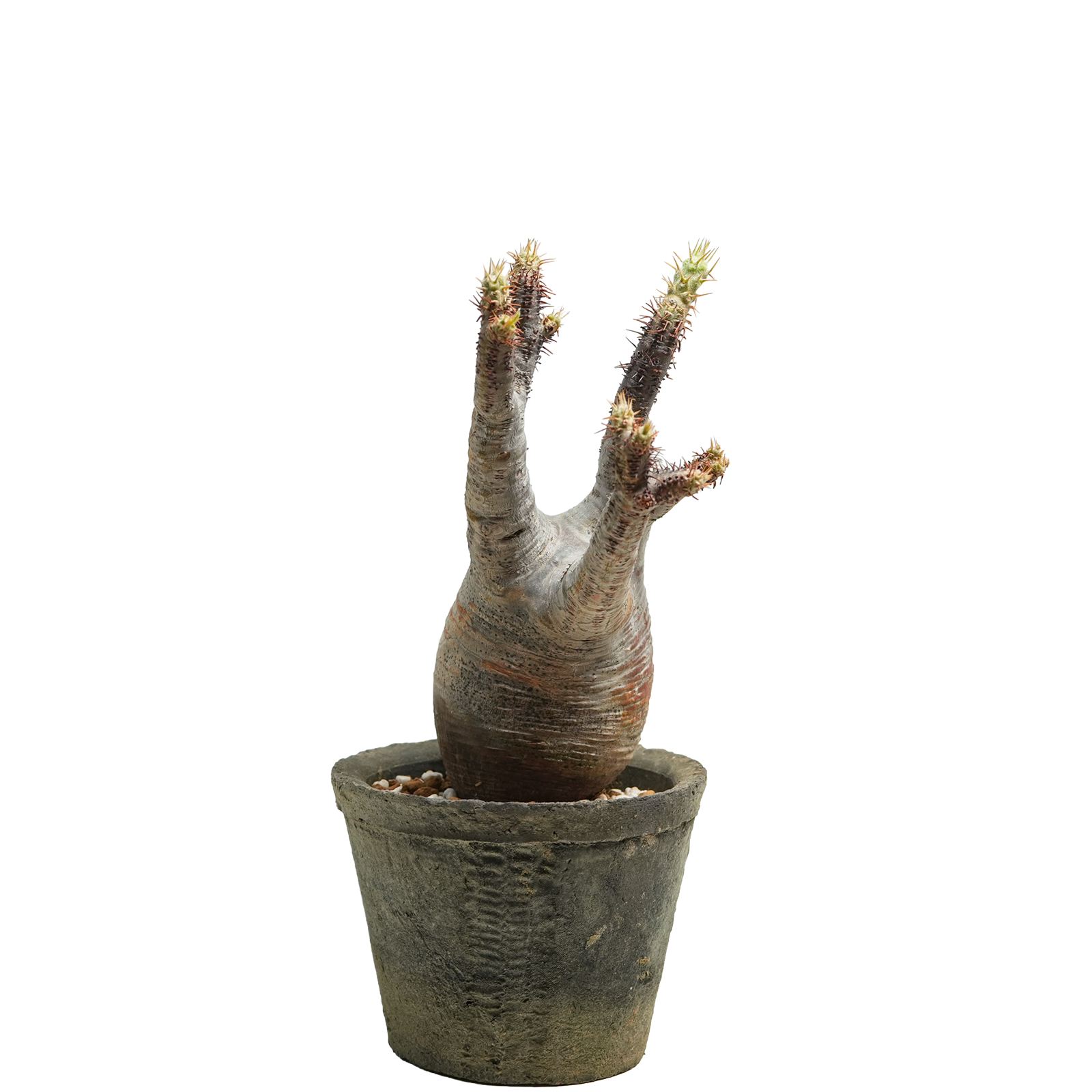 pachypodium gracilius • ⑭