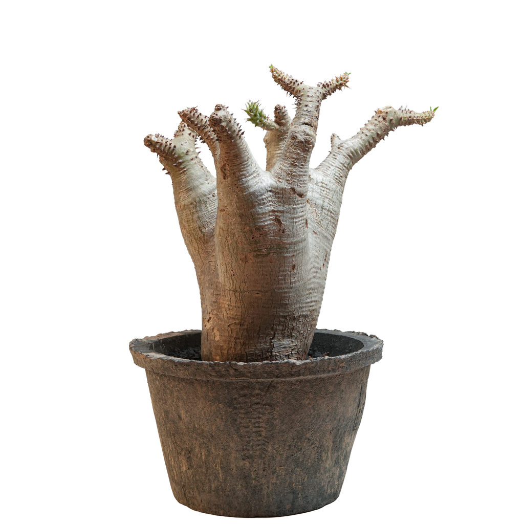 pachypodium makayense • ①
