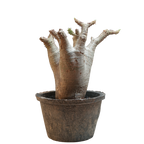 pachypodium makayense • ①