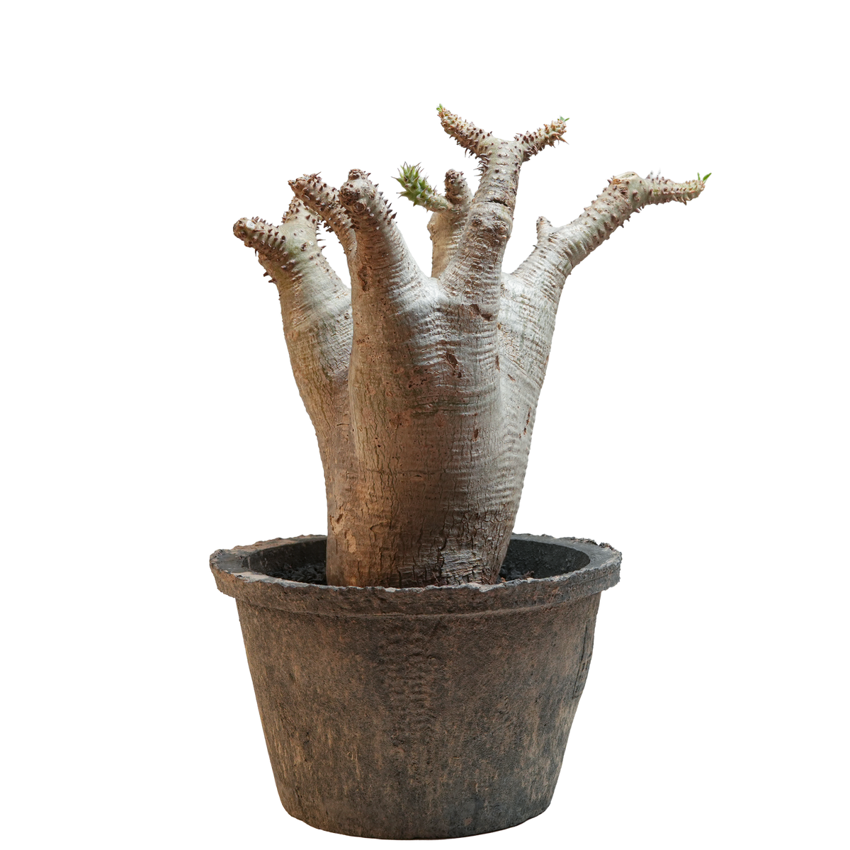 pachypodium makayense • ①