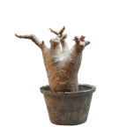 pachypodium makayense • ①