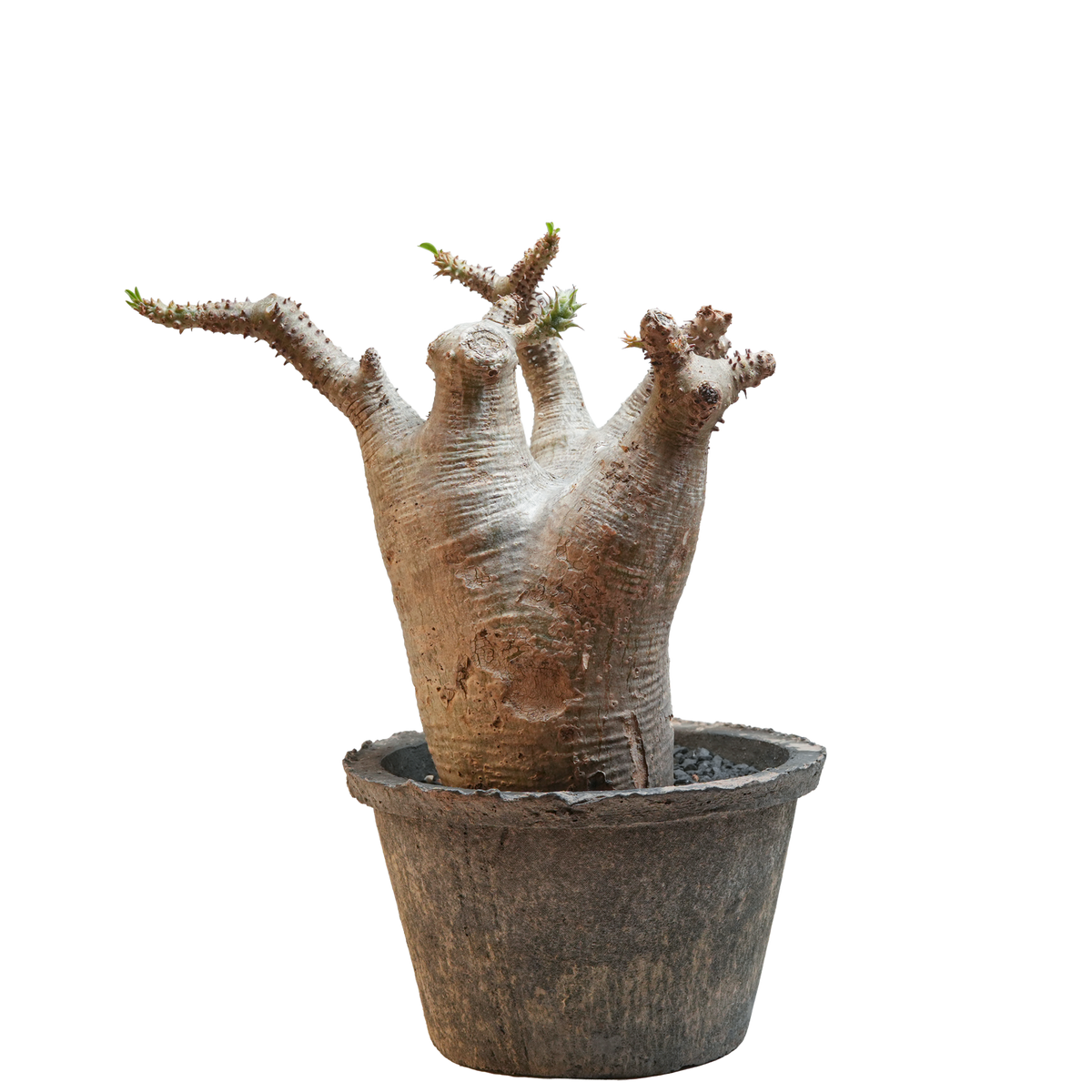 pachypodium makayense • ①