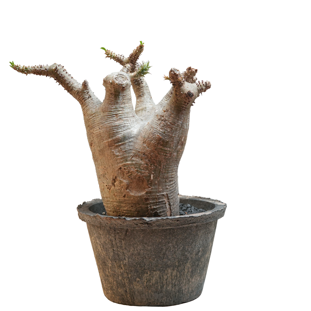 pachypodium makayense • ①