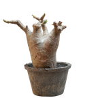 pachypodium makayense • ①
