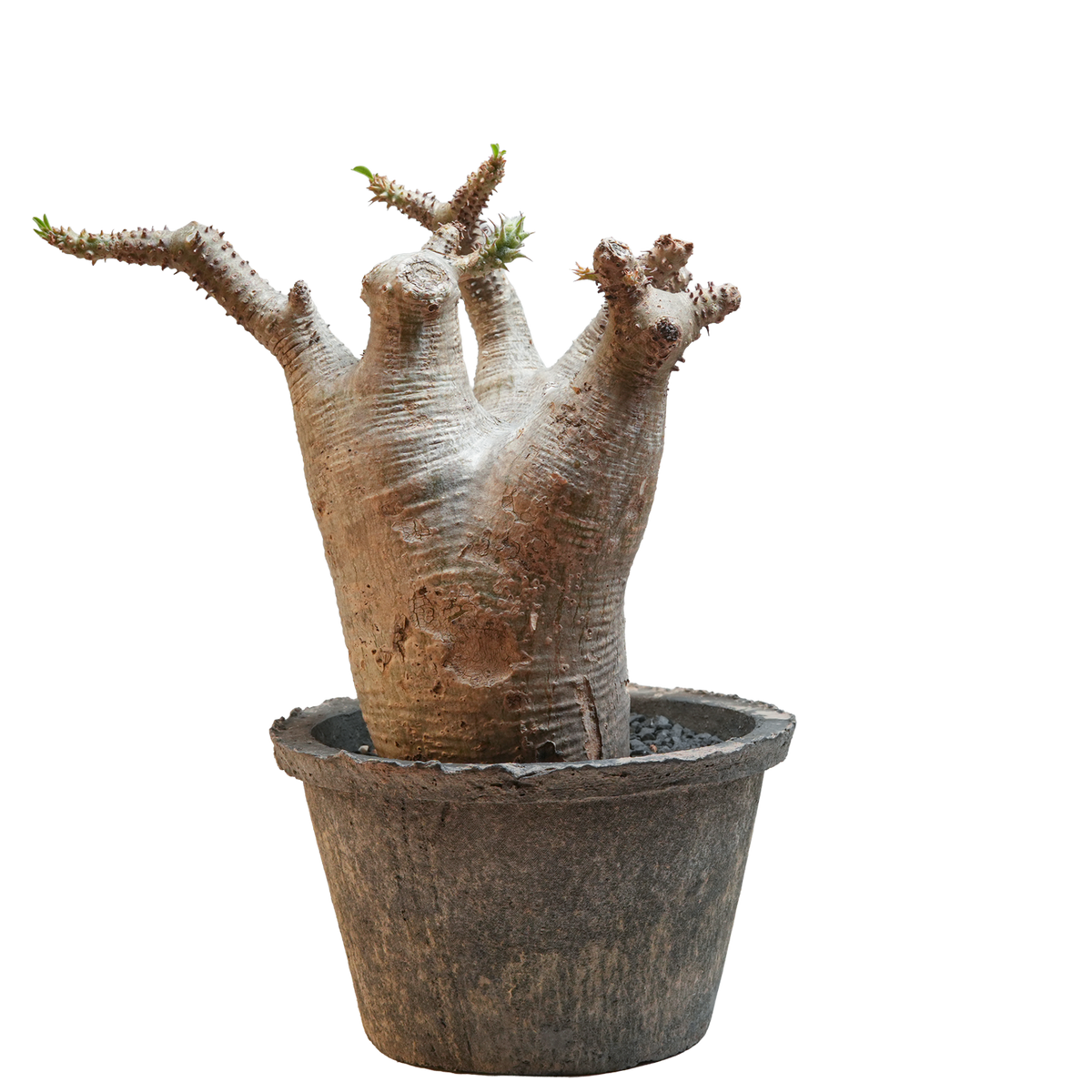 pachypodium makayense • ①
