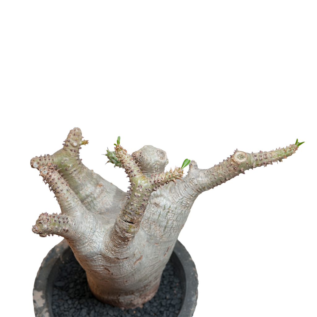 pachypodium makayense • ①