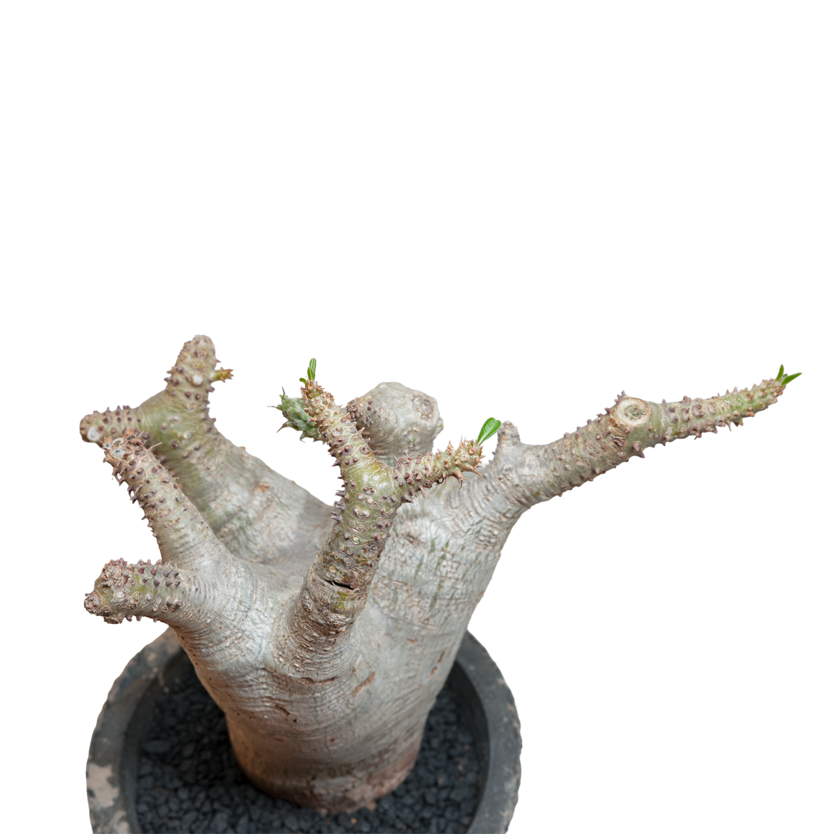 pachypodium makayense • ①
