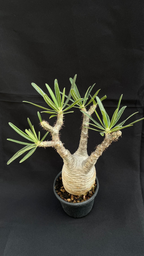 pachypodium gracilius • ⑪