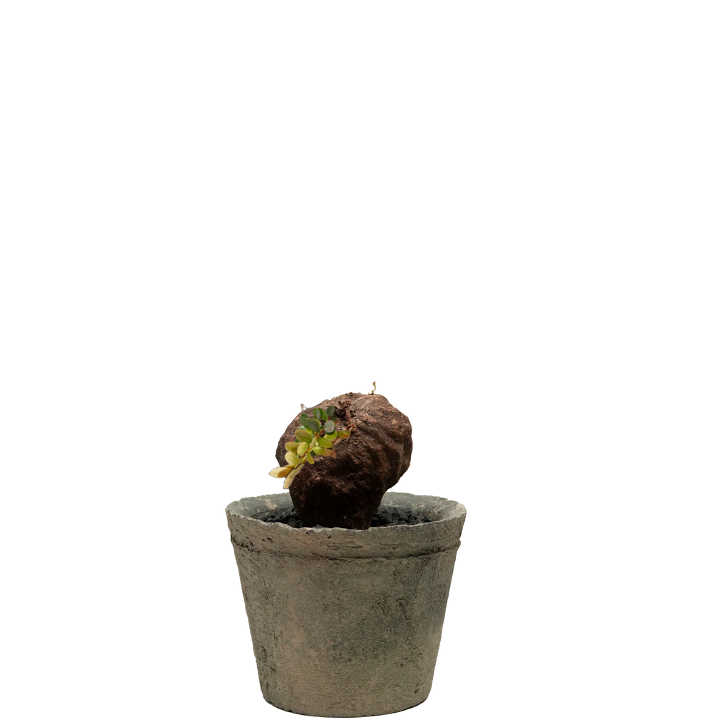 agapetes lacei