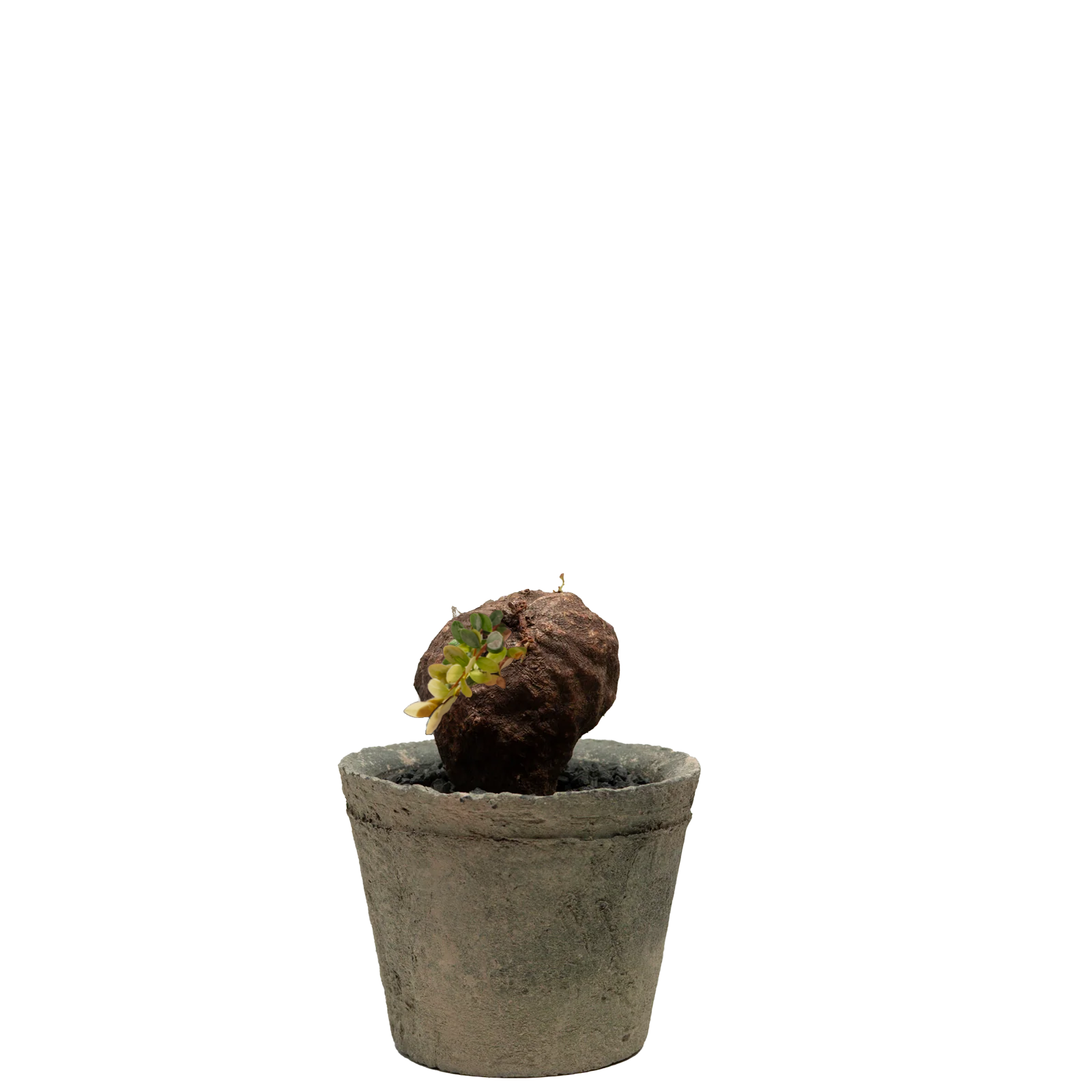 agapetes lacei