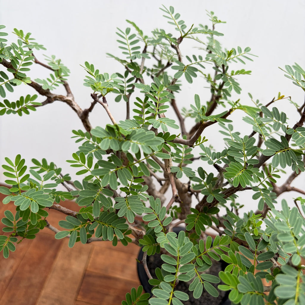 senna meridionalis • seedling