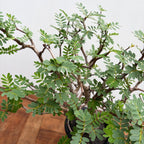 senna meridionalis • seedling