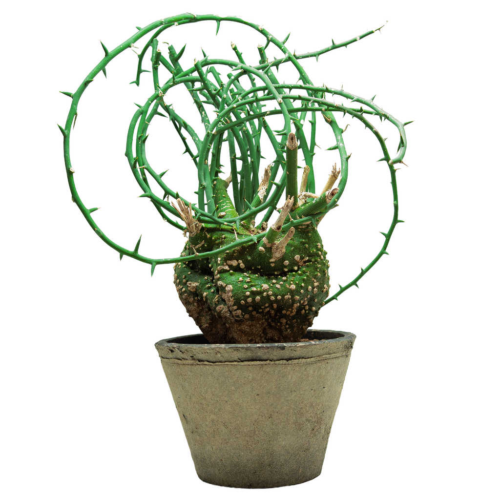 adenia globosa • ①