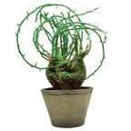 adenia globosa • ①