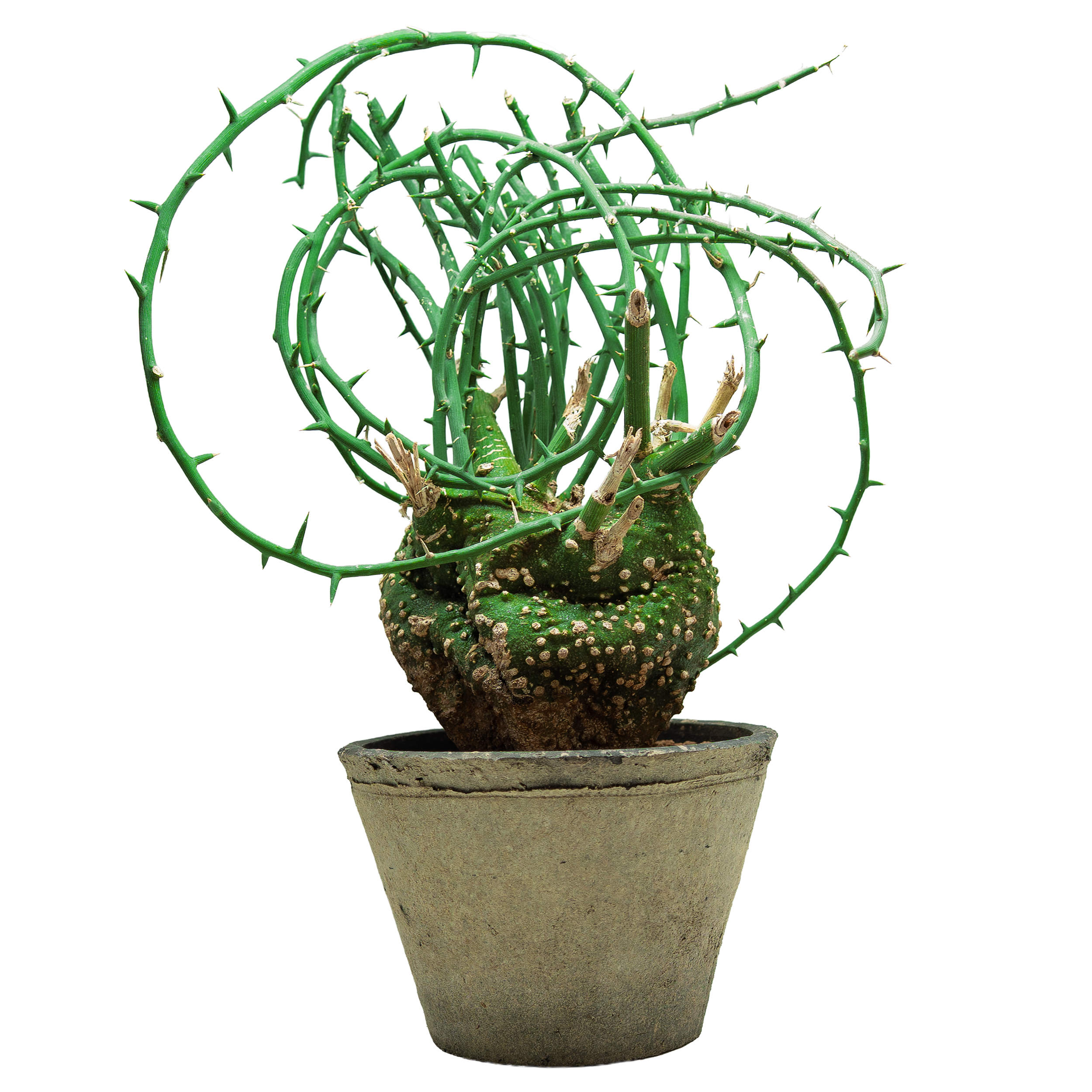 adenia globosa • ①
