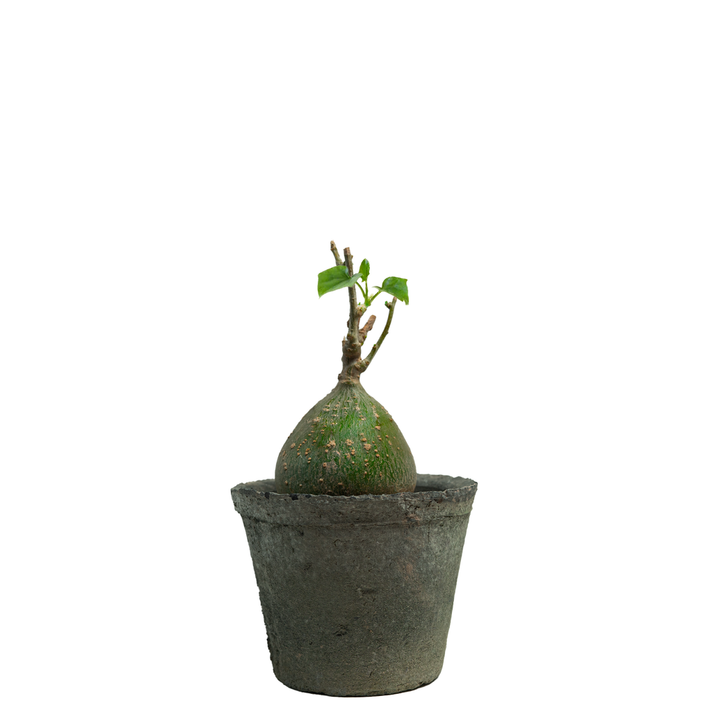 gerrardanthus macrorhizus