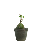 gerrardanthus macrorhizus