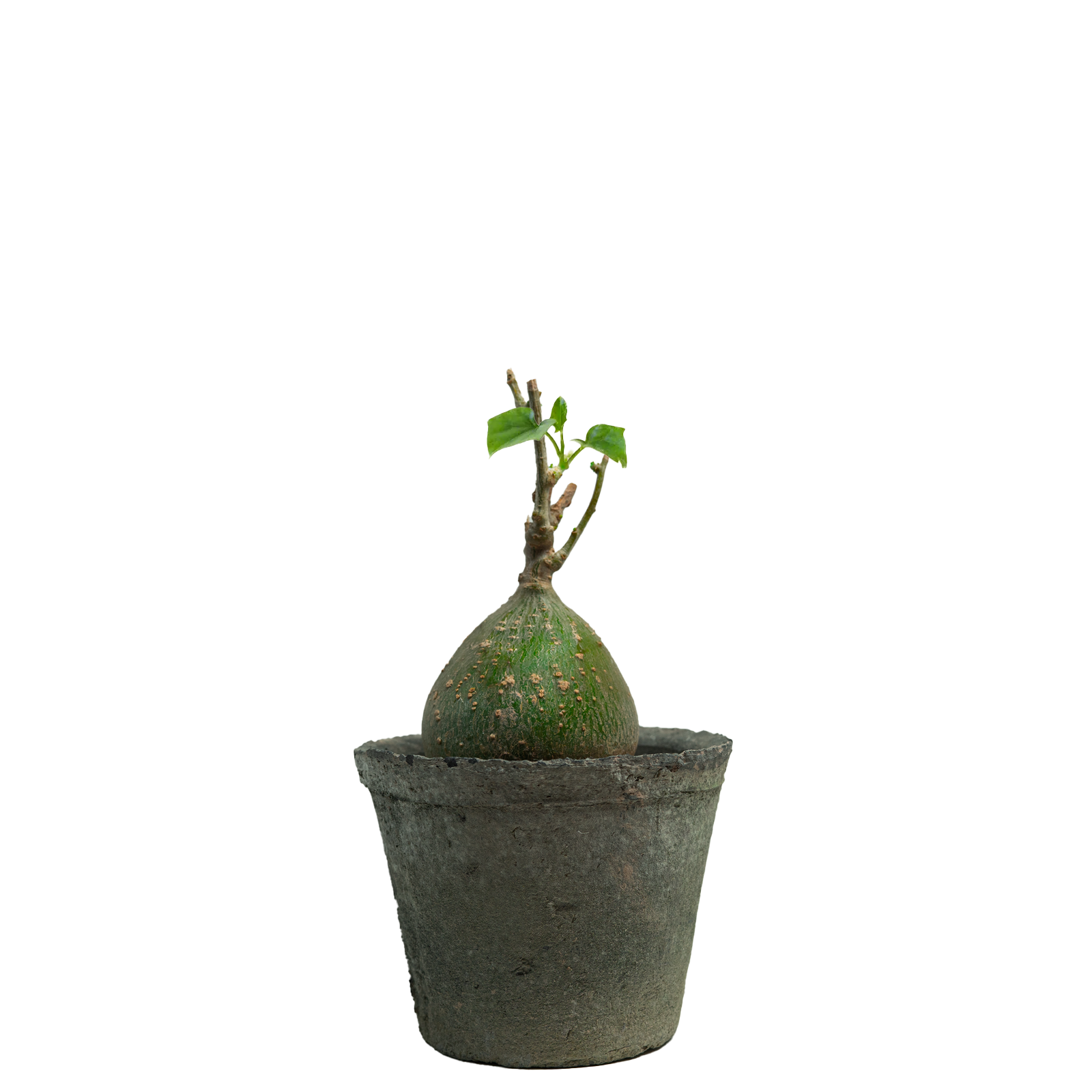 gerrardanthus macrorhizus