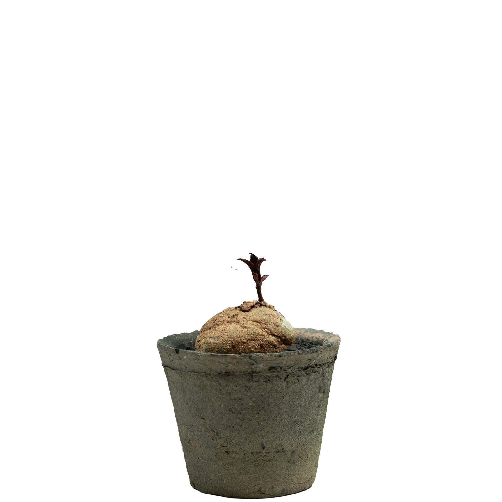 impatiens pengklaii