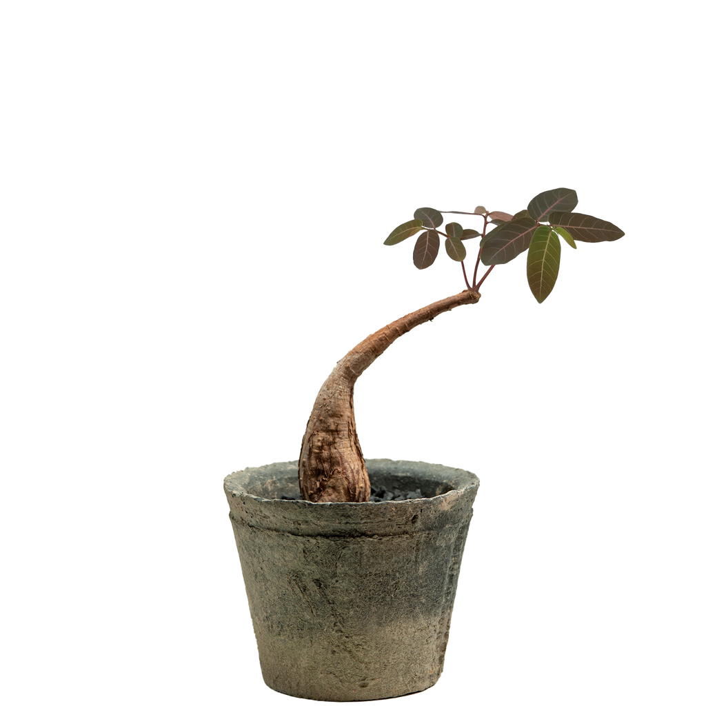 phyllanthus mirabilis • mini
