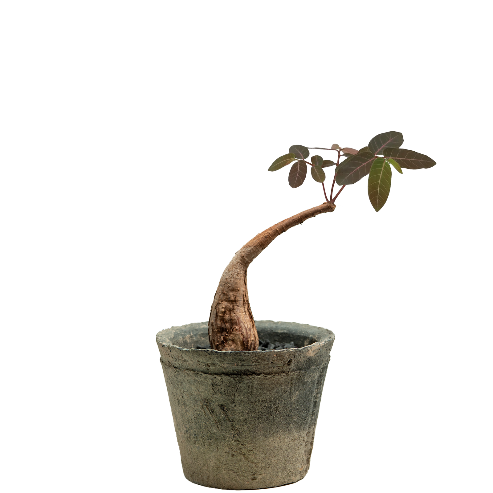 phyllanthus mirabilis • mini