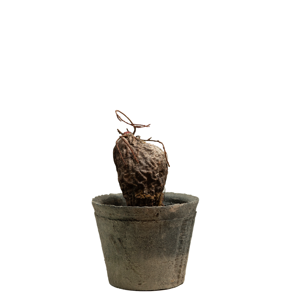 agapetes lacei