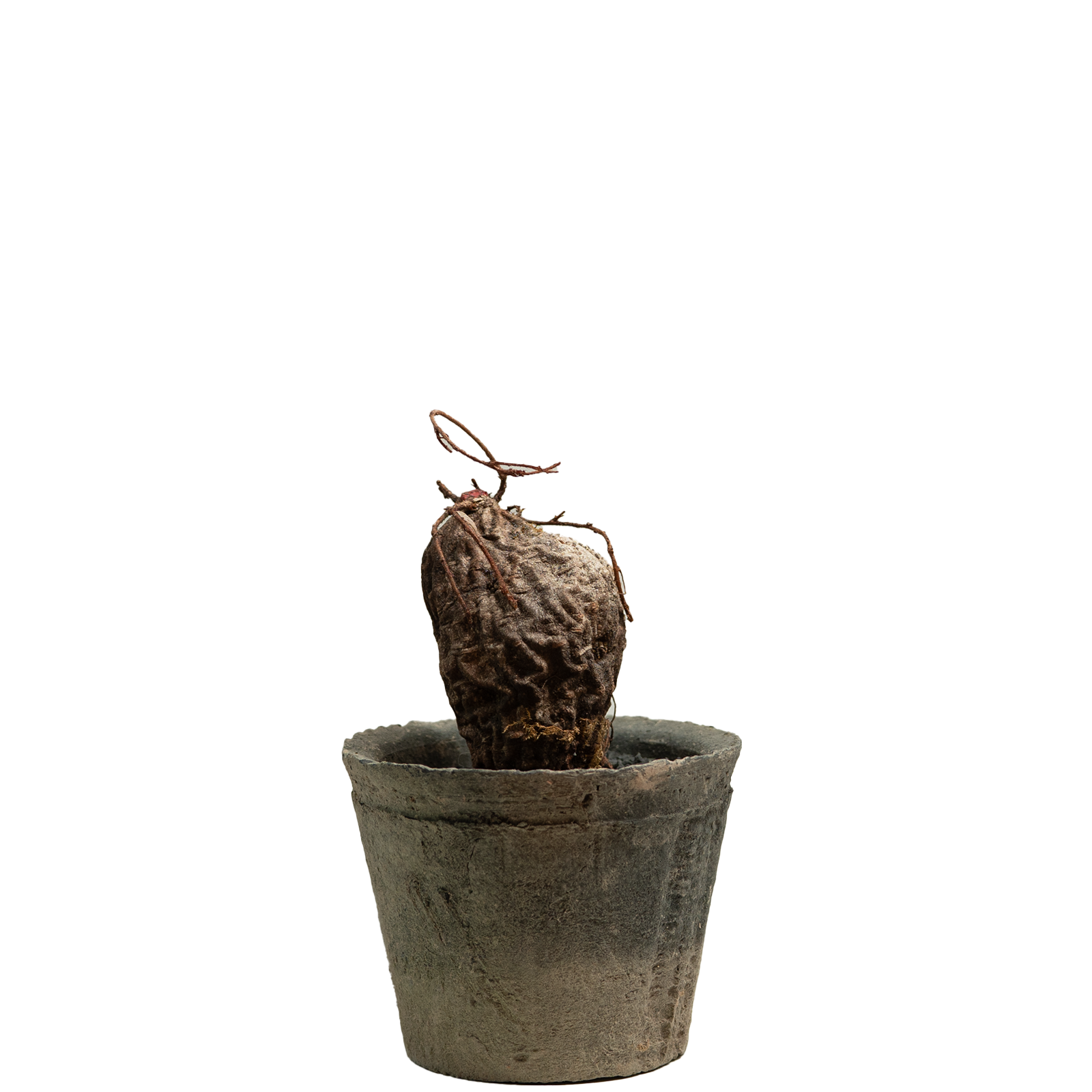 agapetes lacei