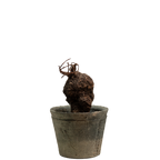 agapetes lacei