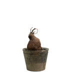 agapetes lacei