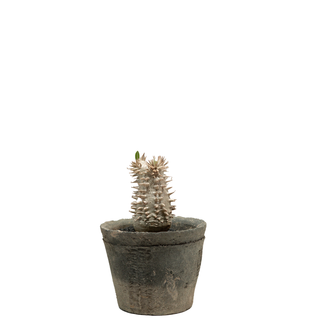pachypodium brevicaule x densiflorum