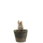 pachypodium brevicaule x densiflorum