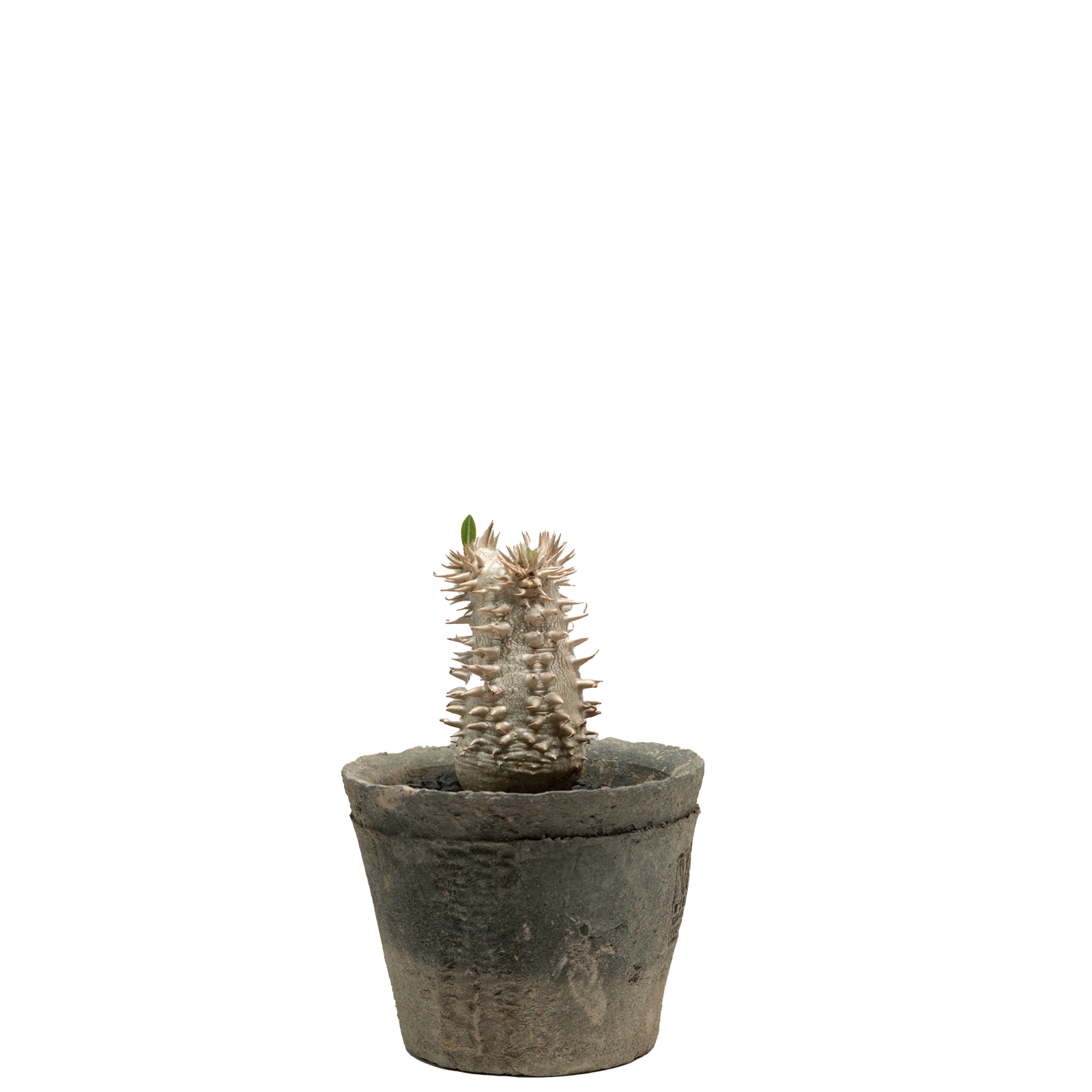 pachypodium brevicaule x densiflorum