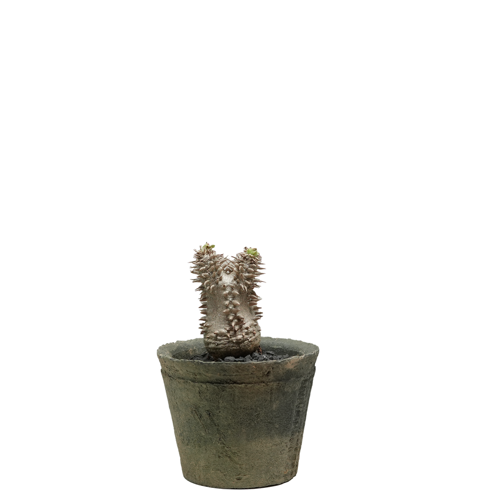 pachypodium brevicaule x densiflorum