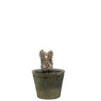 pachypodium brevicaule x densiflorum