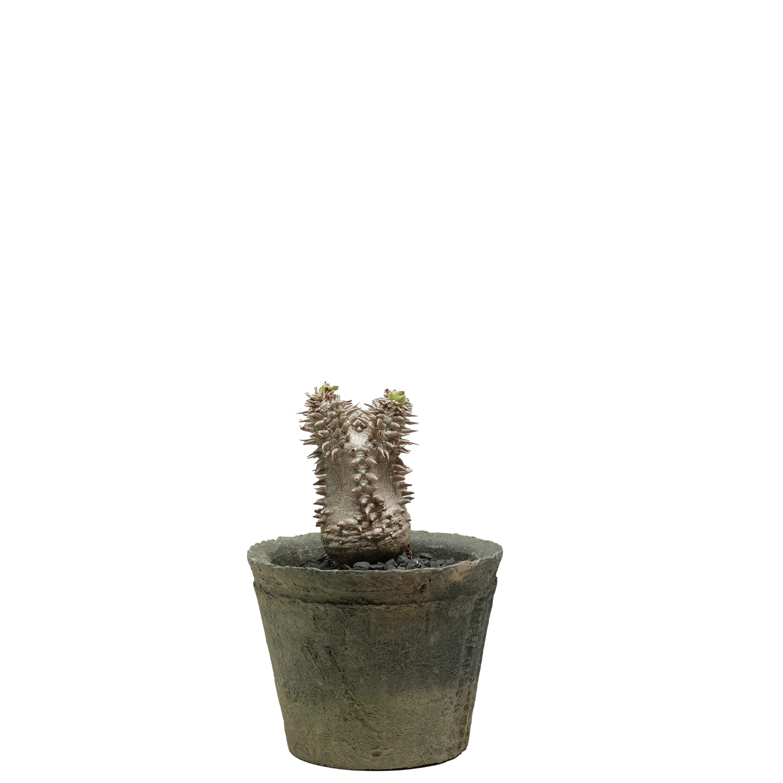 pachypodium brevicaule x densiflorum