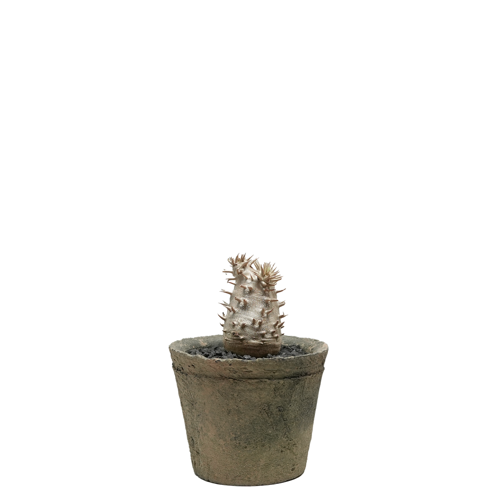 pachypodium brevicaule x densiflorum