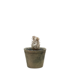 pachypodium brevicaule x densiflorum