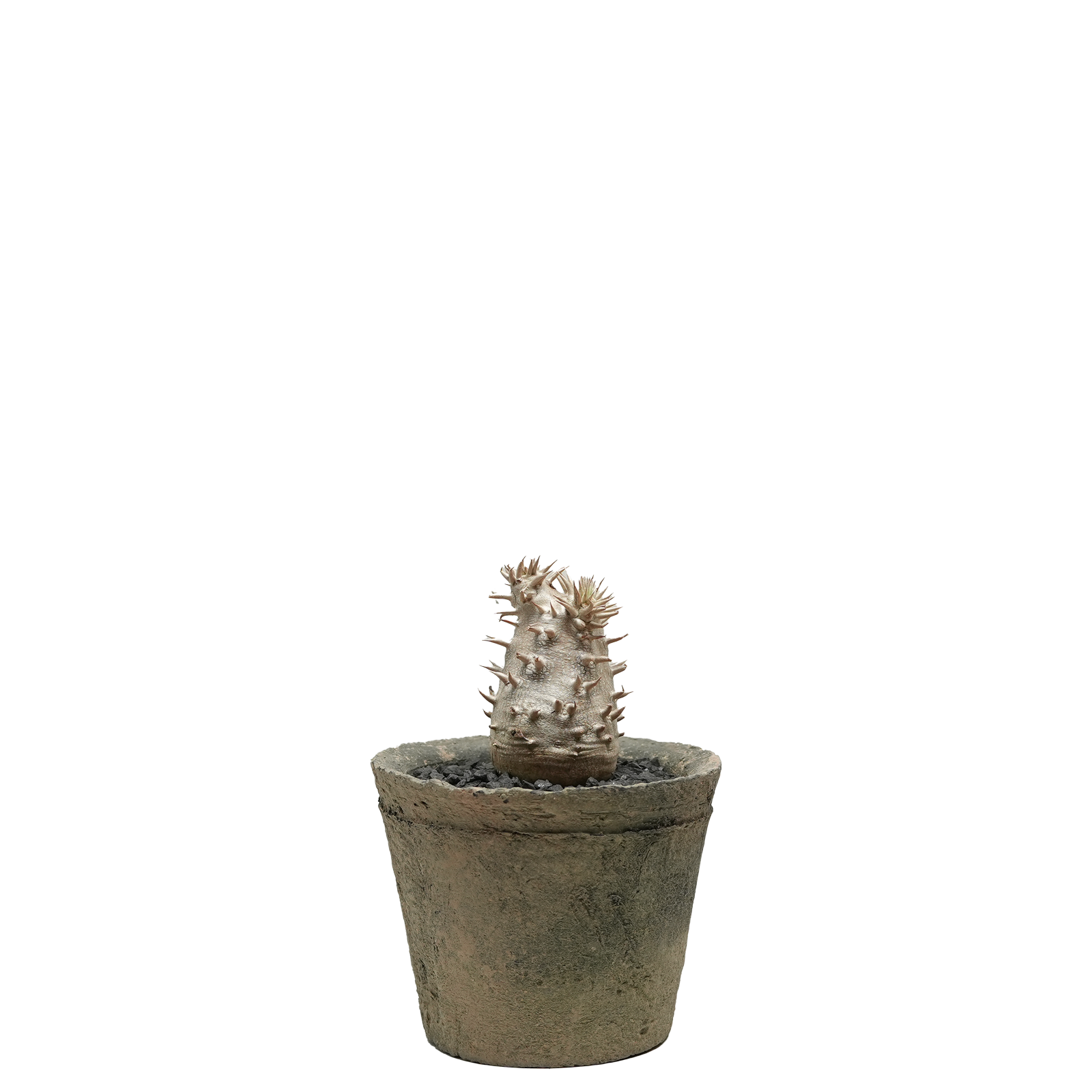 pachypodium brevicaule x densiflorum