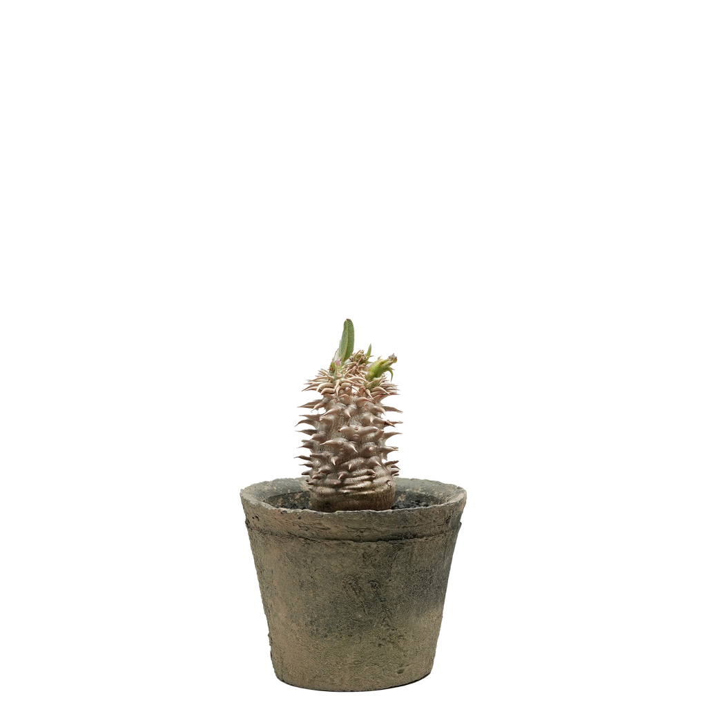 pachypodium brevicaule x densiflorum