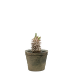 pachypodium brevicaule x densiflorum