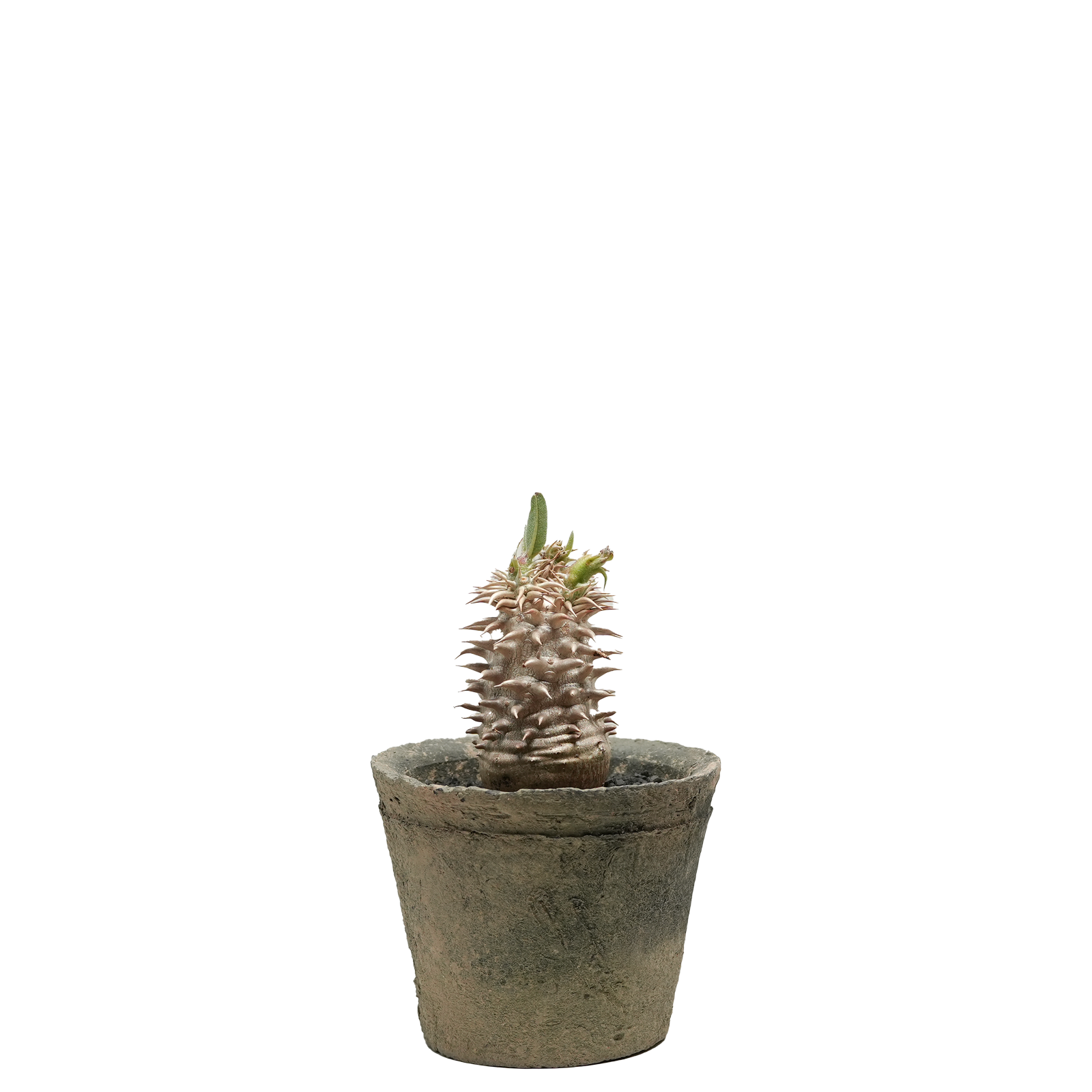 pachypodium brevicaule x densiflorum