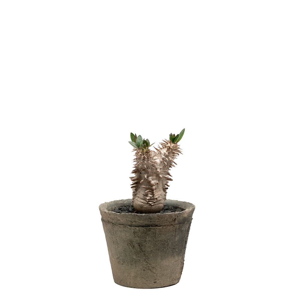 pachypodium brevicaule x densiflorum