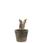 pachypodium brevicaule x densiflorum
